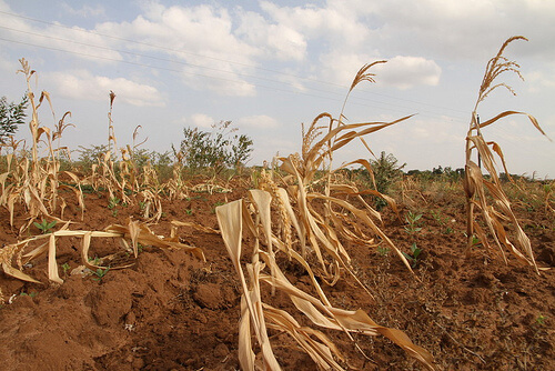 Dried, withered corn plants in a parched, cracked field feature on the website under a partly cloudy sky.