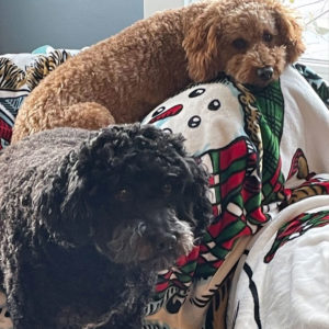 A brown and a black curly-haired dog sit on a festive blanket, ready for their website photo, looking toward the camera.
