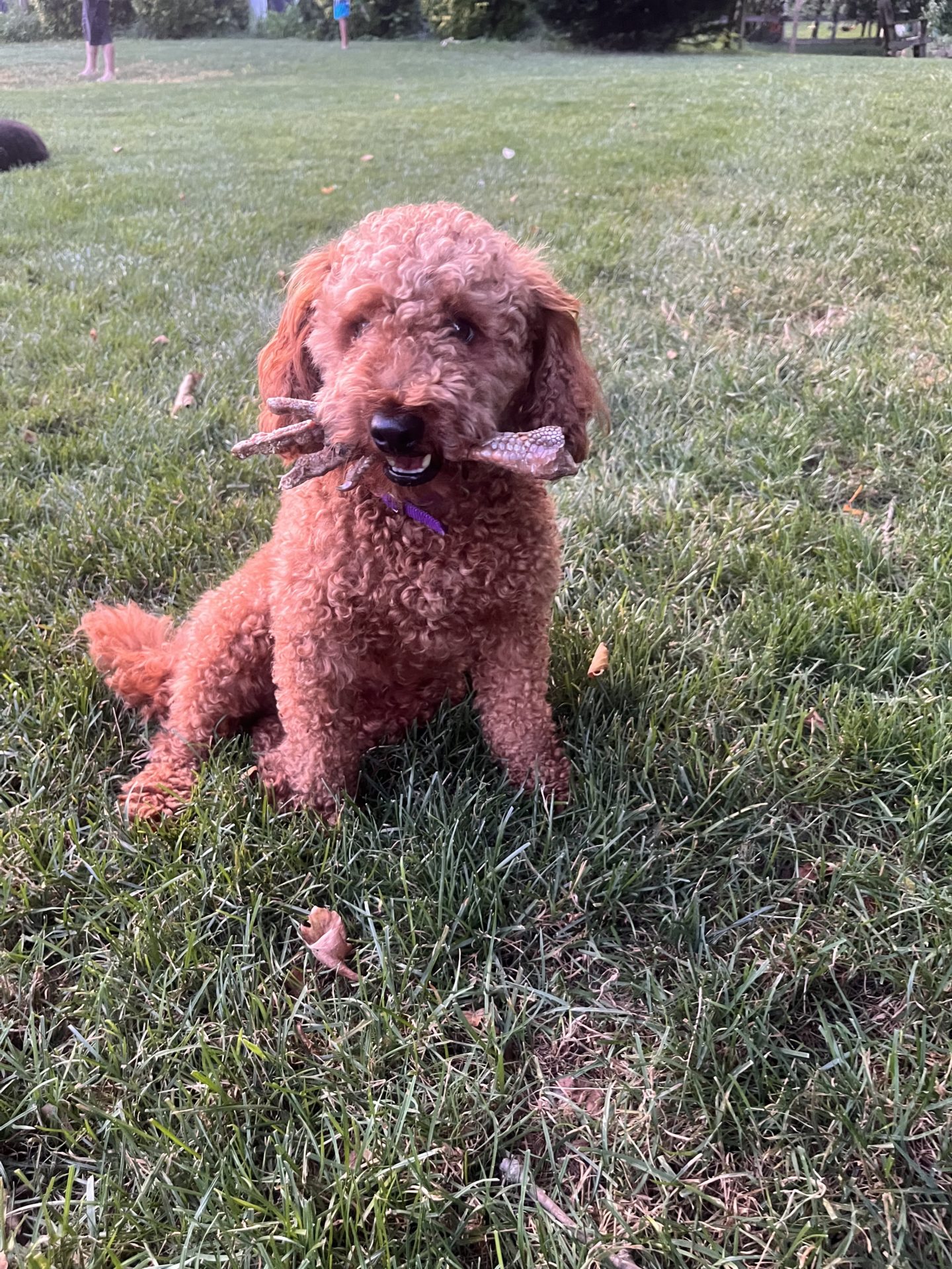 Yogi Gundel