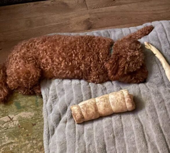 IMG_2921-e1682967123257